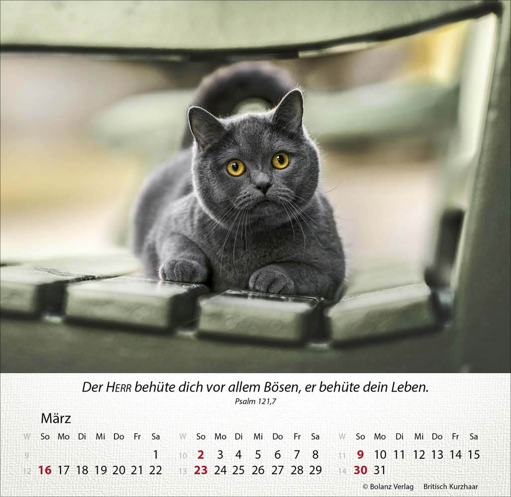 Katzen 2025 - Tischkalender